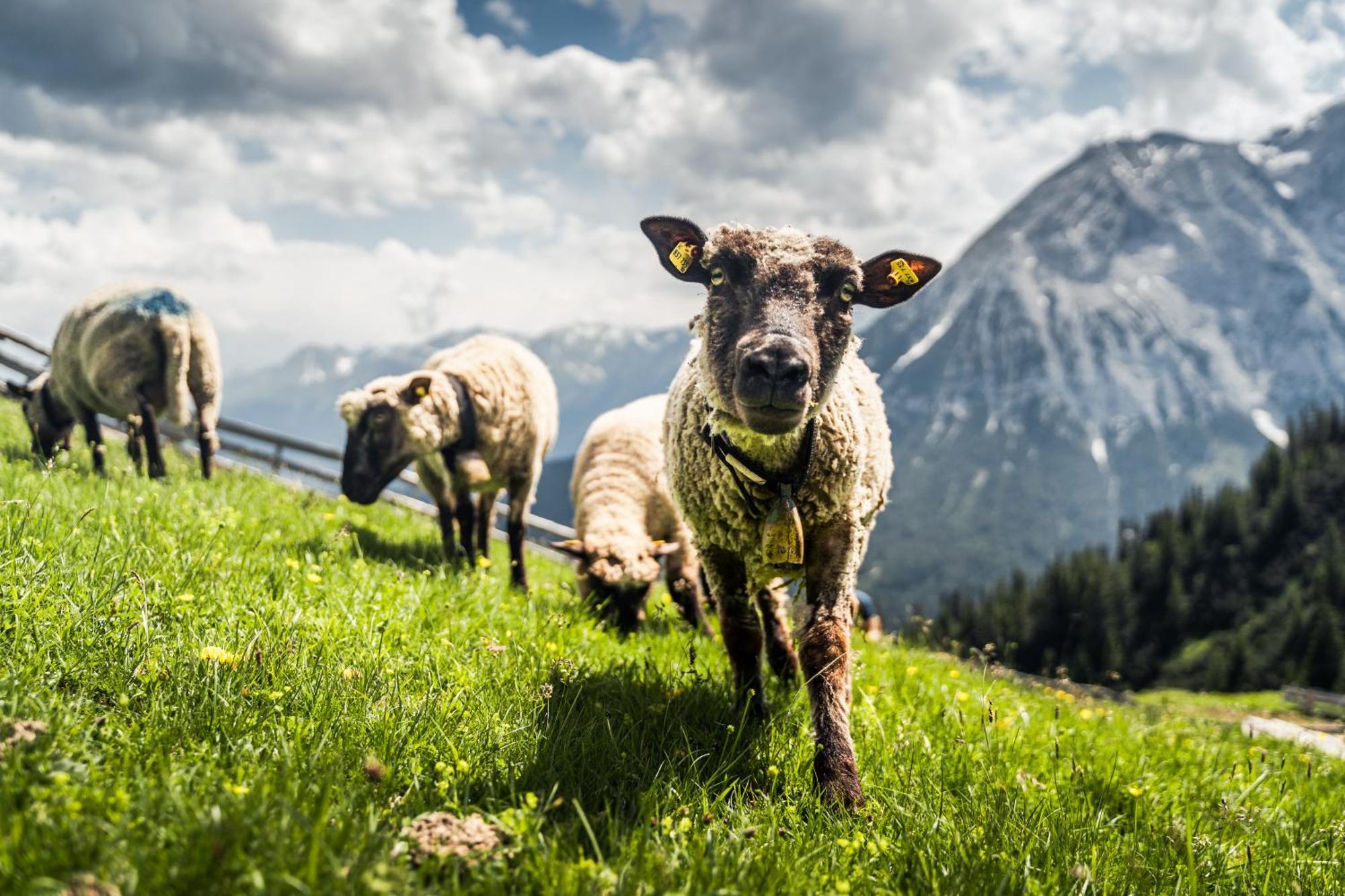Appartements Landhaus Waidmannsheil Seefeld in Tirol Eksteriør billede